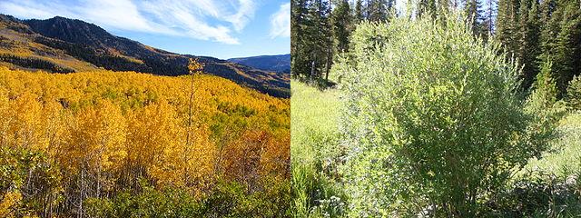 320px-AspenOverview0172