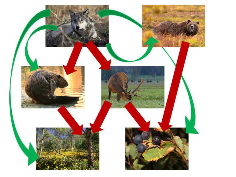 Un secondo schema un po’meno rapido. Come al solito le relazioni trofiche sono in rosso ed i benefici indiretti in verde. Immagini da Wikimedia Commons