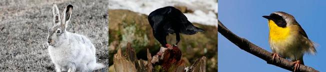 La lepre della prateria, il corvo imperiale e il gola gialla comune sono animali che hanno tratto benefici dal ritorno del lupo. Potevo metterne altri ma questi hanno delle facce simpatiche. Immagini da Wikimedia Commons