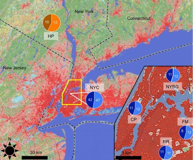 Aree di provenienza dei topi. I 4 campionamenti cittadini sono mostrati in basso a destra, l’azzurro rappresenta i maschi mentre il blu le femmine. Il campione “rurale” in alto a sinistra presenta invece le femmine in marrone ed i maschi in arancione. Immagine modificata da Harris et al. 2013.