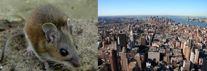 Topo dai piedi bianchi (Peromyscus leucopus). Immagine Phil Myers. A fianco, New York! Il posto che decenni di serie tv ci hanno detto essere pieno solo di artisti e tizi che passano le giornate sorseggiando caffè da Starbucks mentre scrivono su un mac! Immagine Wikimedia Commons