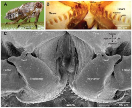   Lo stadio giovanile di Issus coleoptratus e le sue incredibili cosce a ingranaggi. Se qualcuno di voi porci, ispirato dalle descrizioni di qualche paragrafo fa, si stava chiedendo quale potesse essere l’aspetto di immagini pornografiche rivolte a degli insetti, questo forse ne è un esempio. Immagine Burrows e Sutton (2013).