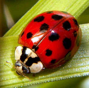 Harmonia axyridis è qui per farvi il più grande dei doni, e quel dono è il TOTALE ANNIENTAMENTO. Immagine Wikimedia Commons.