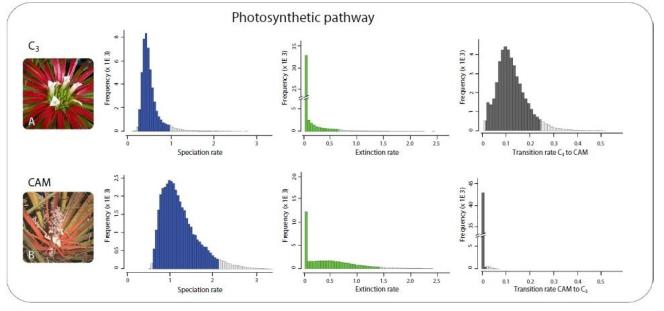 Stime a posteriori dei tassi di speciazione, di estinzione e di transizione tra C3 e CAM. Immagine modificata da Silvestro et al.,2013
