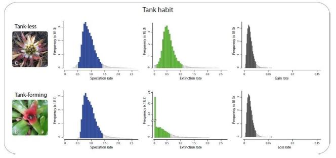 Stime a posteriori dei tassi di speciazione, di estinzione e di transizione tra “tank-less”e “tank-forming”. Immagine modificata da Silvestro et al.,2013