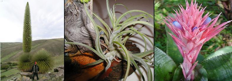 Da sinistra a destrs: Puyoideae, Puya raimondii in fiore. Tillansioideae, Tillansia caput-meduse. Bromelioideae, Aechmea fasciata. Immagini Wikimedia Commons