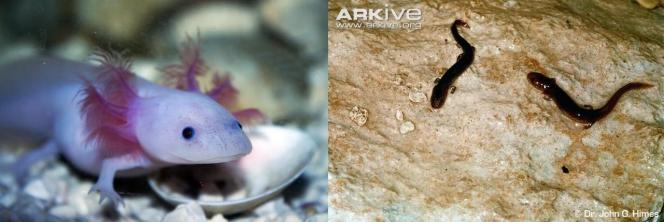 Un axolotl (Ambystoma mexicanum), l’anfibio che è praticamente obbligatorio mettere quando si parla di pedomorfosi se no ti vengono a prendere a casa. A fianco, due esemplari pedomorfici di E.troglodytes. Foto delle forme metamorfiche non c’erano. Fatemi causa. Immagini Wikimedia Commons e Dr John Himes.