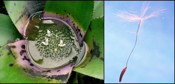 Fitotelma di Neoregelia concentrica. A fianco,le piante volano! seme di Taraxacum officinale. Immagini Wikimedia Commons
