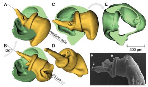 La verità che ogni minuto c’è qualcuno, nel mondo, che fa la Tac alle cosce dei bacherozzi è troppo inquietante per la maggior parte delle persone, che scelgono di ignorarla. Immagine van de Kamp et al. (2011)
