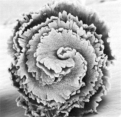 stigma di Nidularium innocentii. Immagine modificata da Journal of the Bromeliad Society, Volume XXXVI