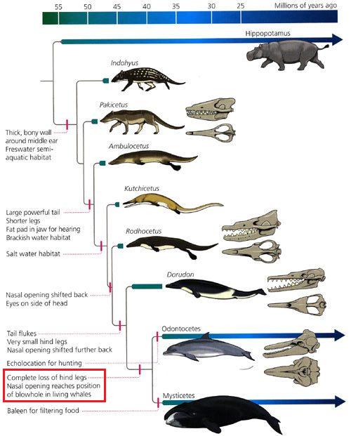 Questo albero filogenetico mostra i caratteri persi e acquistati dai cetacei lungo la loro evoluzione. Il rettangolo in rosso evidenzia la perdita degli arti posteriori.  Come prevede la legge di Dollo, nessun rappresentante odierno dei misticeti e degli odontoceti  può portare le crocs. In alto c’è un ippopotamo perché è l’organismo vivente più strettamente imparentato con i cetacei. Sul serio. Immagine modificata da The Tangled Bank di C.Zimmer.