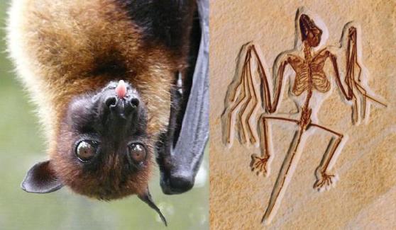 Pteropus vampyrus, il trasporto per virus più simpatico che c’è. A fianco, Onychonycteris finneyi, il chirottero più antico mai trovato. Immagini Wikimedia Commons