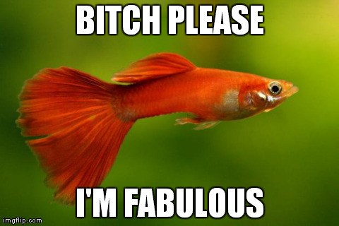 Il Poecilide veste Prada. Immagine modificata Dornenwolf