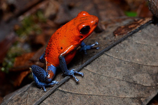 Oophaga pumilio è una rana così tenera e colorata che verrebbe da abbracciarla. Non fatelo. Immagine Wikimedia Commons