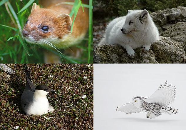 Tre predatori di lemming e una mascotte per scuole di magia con norme di sicurezza da rivedere. Immagini Wikimedia Commons