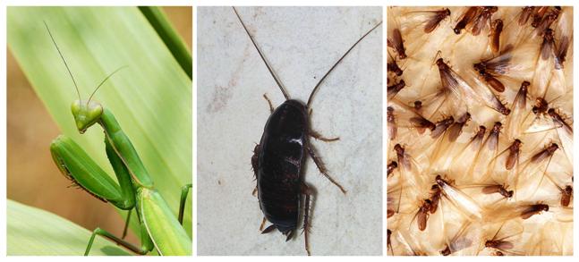 Non si assomigliano molto, vero? E invece attenti, perché vi aspetta un colpo di scena che neanche nelle peggio soap operas. Immagini Wikimedia Commons.