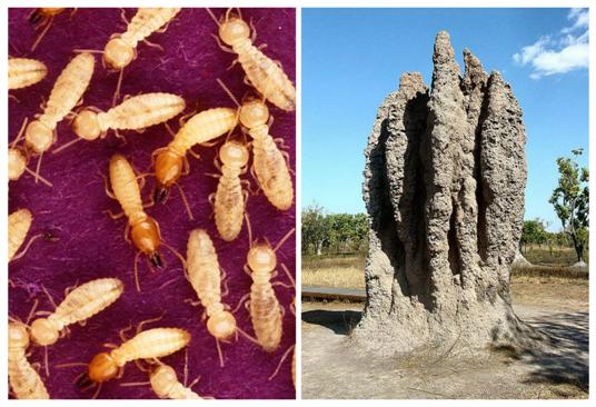 Termiti operaie e soldati (questi ultimi con le mandibole più grosse e la testa scura) e un esempio particolarmente monumentale della loro architettura. Immagini Wikimedia Commons.