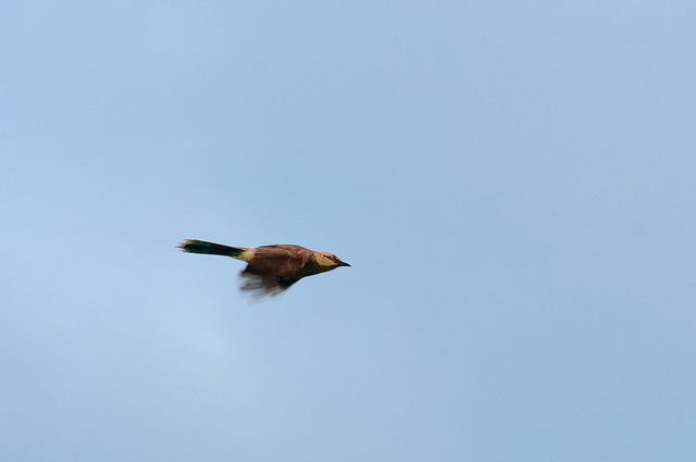 Hai scelto il nido sbagliato infame. Immagine renato targa