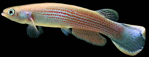 R.hartii, il predatore privo di fashion sense