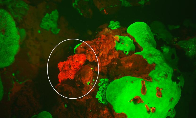 Scorpaenopsis papuensis con sfondo di alghe