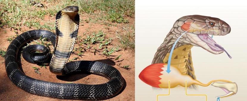 Il cobra reale, prima di attaccare, cerca di scoraggiare l'avversario mostrandosi in tutta la sua grandezza. A fianco, uno schema dell'apparato velenifero.