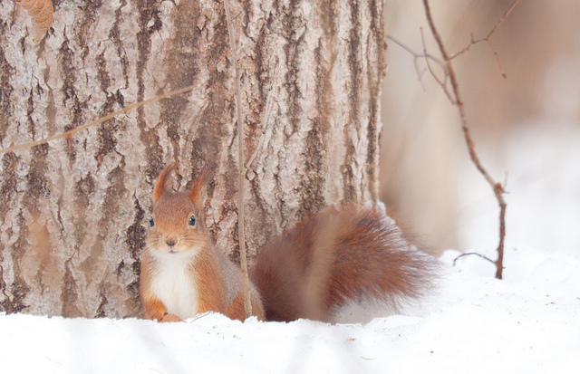 Sciurus vulgaris è ancora visibile in Italia. Lo so perché durante le mie scarpinate da disadattato della domenica mattina mi fermo spesso a irridere questo roditore per le orecchie pelose. Immagine Billy Lindblom 