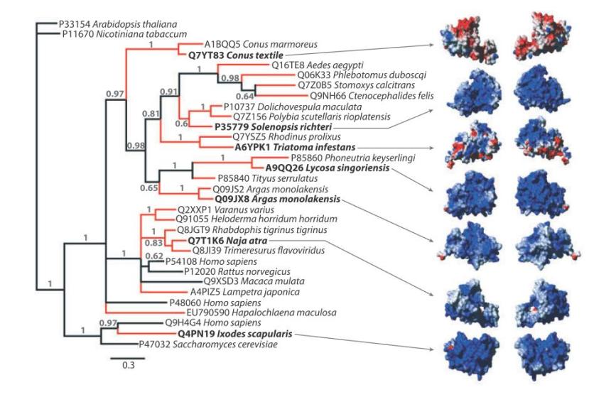 Questo albero vi mostra la presenza della stessa famiglia di proteine nel veleno di animali molto diversi tra loro come serpenti, molluschi e scorpioni. Belle le strutture 3D delle proteine eh? Le trovate solo nella letteratura specializzata e nei film, mentre ruotano senza un motivo particolare negli schermi di un qualsiasi laboratorio pieno di scienziati-stereotipo. Ahhhh, Hollywood.