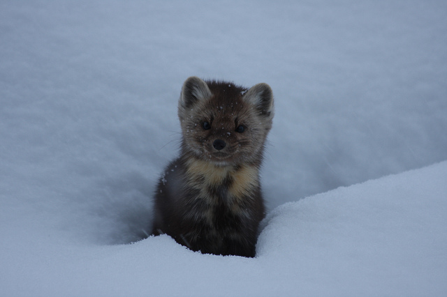 Lui rimorchia più di voi. Chiunque voi siate. Immagine travelling Steve