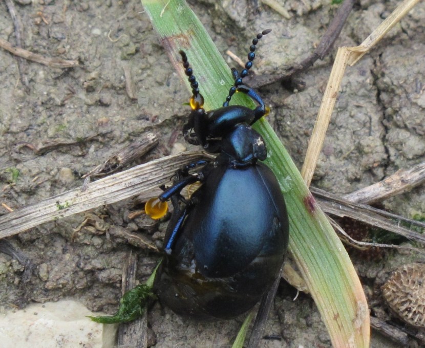 Modesta foto fatta dal sottoscritto a una femmina di Meloe sp. in autoemorrea. 