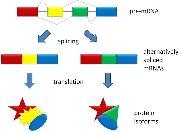 Splicing alternativo con disegnini! Daje che avete già fatto mezzo esame di biologia molecolare così. Immagine Wikimedia Commons