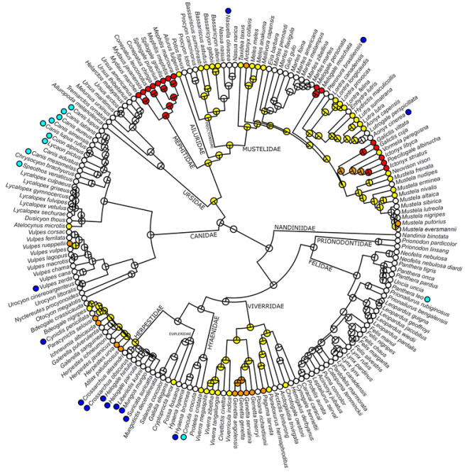 Un bellissimo dendrogramma ci mostra chi ha evoluto odori nauseanti. Sì i colori diventano più intensi a seconda di quanto sia abile il portatore a lanciare le sue secrezioni. Immagine modificata da