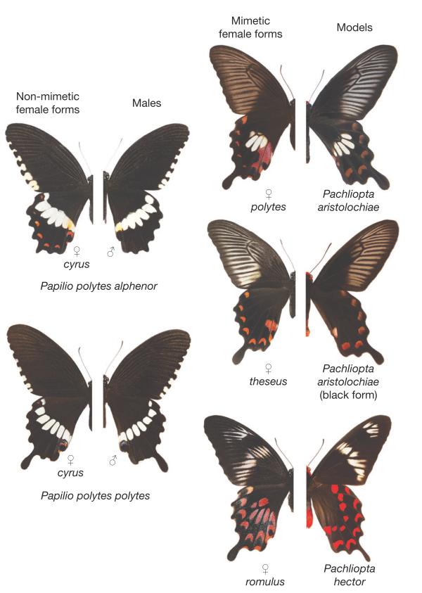 Le femmine non mimetiche (forma cyrus) assomigliano i maschi mentre gli altri tre forme (romulus, polytes, theseus) mimano farfalle velenose. Immagine Kunte et al. 2014