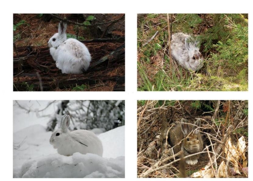 Le prime due lepri non hanno ben capito il concetto di "mimetismo". Quelle sotto se la cavano alla gande. Immagine modificata Mills et al.2003