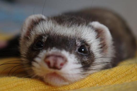 Cospargetelo di Arbre Majique... magari aiuta. Immagine Wikimedia Commons