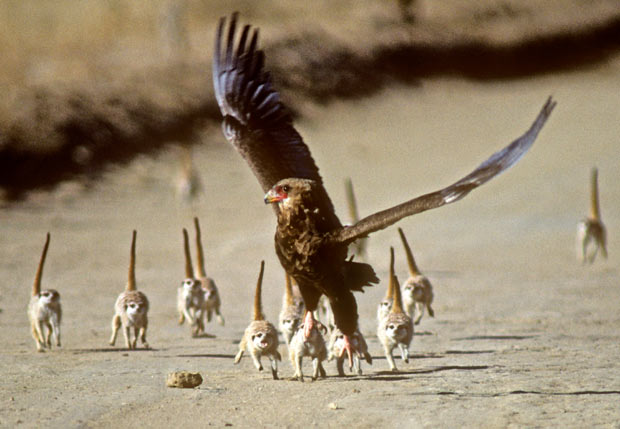 Scatenate l'inferno. Immagine Charlie Summers solentnews.co.uk