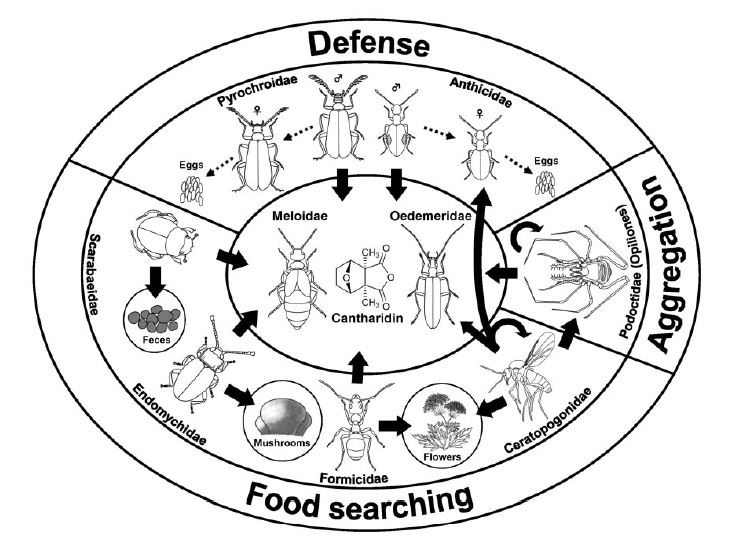 Schema che illustra un complesso di artropodi cantarifili, nonché i vari motivi per cui ciascun gruppo è attratto dalla cantaridina. Immagine Hashimoto e Hayashi (2014).