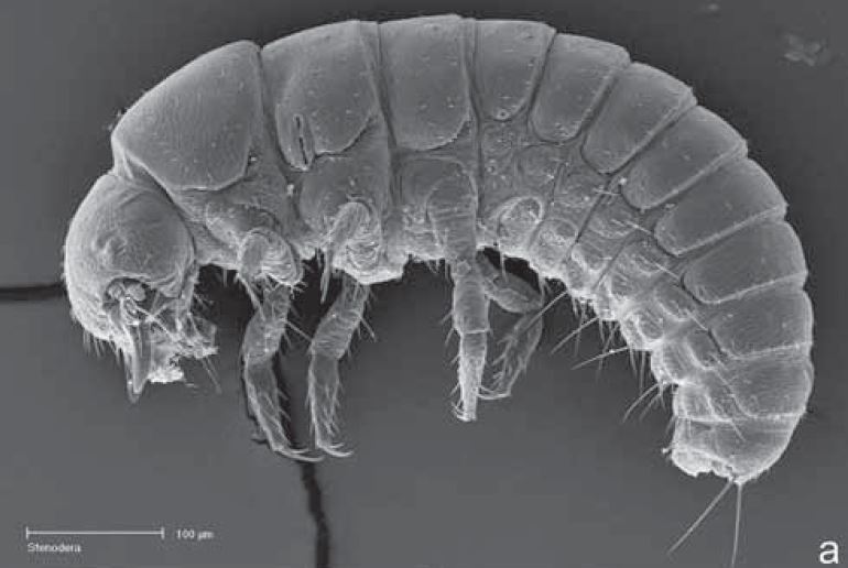 Compare un triungulino selvatico! Ricercatore usa Microscopia Elettronica a Scansione. E’ super-efficace. Immagine Bologna e Di Giulio (2011).