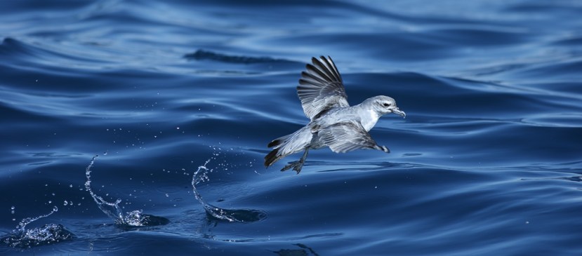 Pachyptila turtur, una procellaria che mangia parecchi gamberetti. Immagine Oystercatcher
