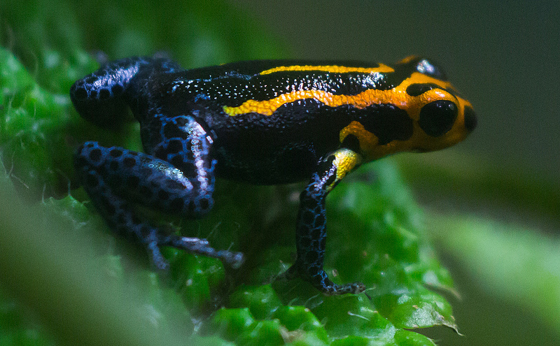 Ranitomeya imitator in tutto il suo splendore anfibio. Immagine Tony Iwane