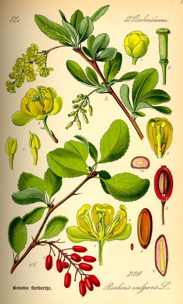 Berberis vulgaris in un illustrazione del 1885.