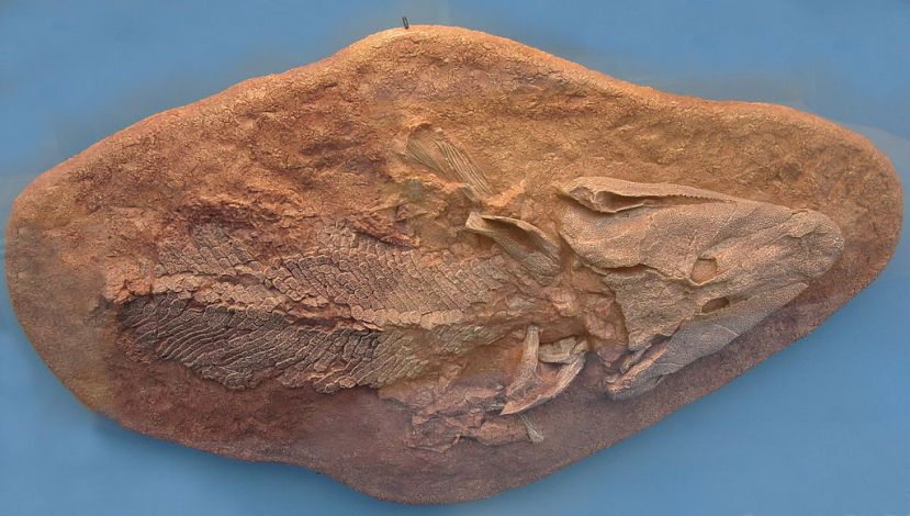 Tiktaalik roseae (LINK WIKI), in una foto scattata in quell’età di ribellione in cui vivere nell’acqua con i genitori non era più considerato “da sturbo”, e i giovani cominciavano a sperimentare nuovi orizzonti sulla terraferma. Se un evoluzionista è anche un tamarro, si vorrà tatuere sul bicipite o l’alberello di Darwin con scritto “I Think” (LINK) o questo sarcopterigio (ogni riferimento a fatti o persone reali (LINK A TE MEDESIMO) è puramente casuale). Immagine Wikimedia Commons.