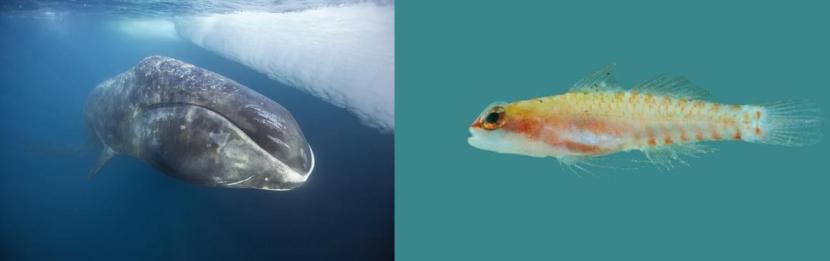 Una balena della Groenlandia e, a fianco, Eviota sigillata. Immagini Fishbase