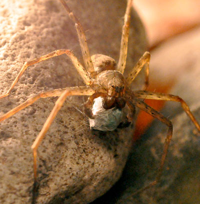 Photospinne_1g