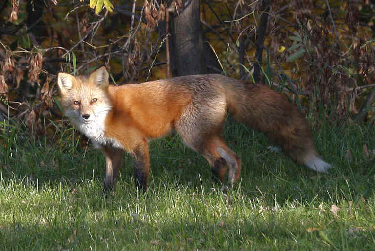 Una volpe americana. Gli anatomisti dicevano che le volpi americane dovevano essere considerate una specie a sè stante , ma tanto nessuno li ascoltava perché erano anatomisti.