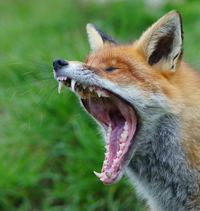 Yawning_red_fox
