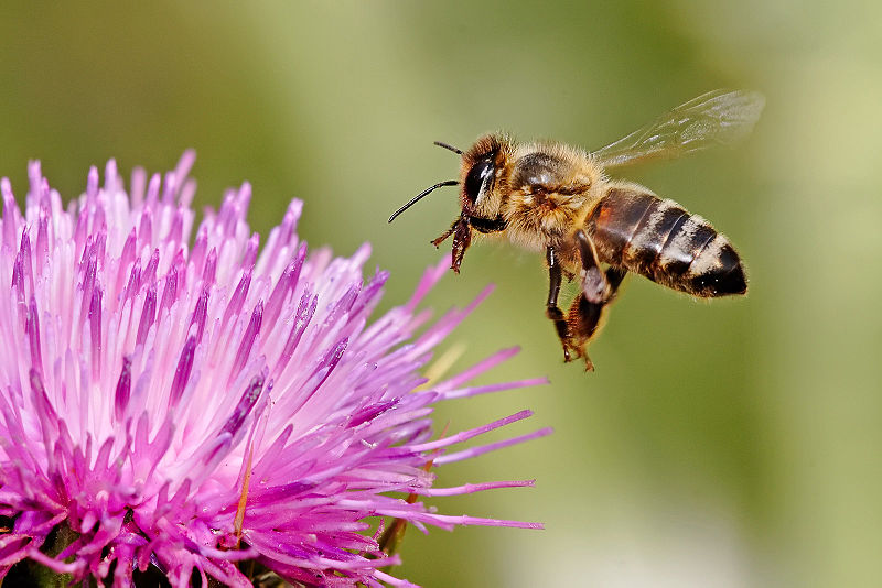 “Ehilà, sono un’ape, la poster girl dell’impollinazione” – Immagine Wikimedia Commons.