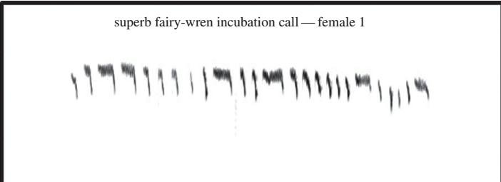 Canzone di incubazione di una femmina di maluro superbo. Immagine modificata da 
