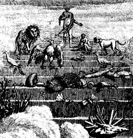 La scala naturae è non solo falsa, ma anche priva di senso della prospettiva.