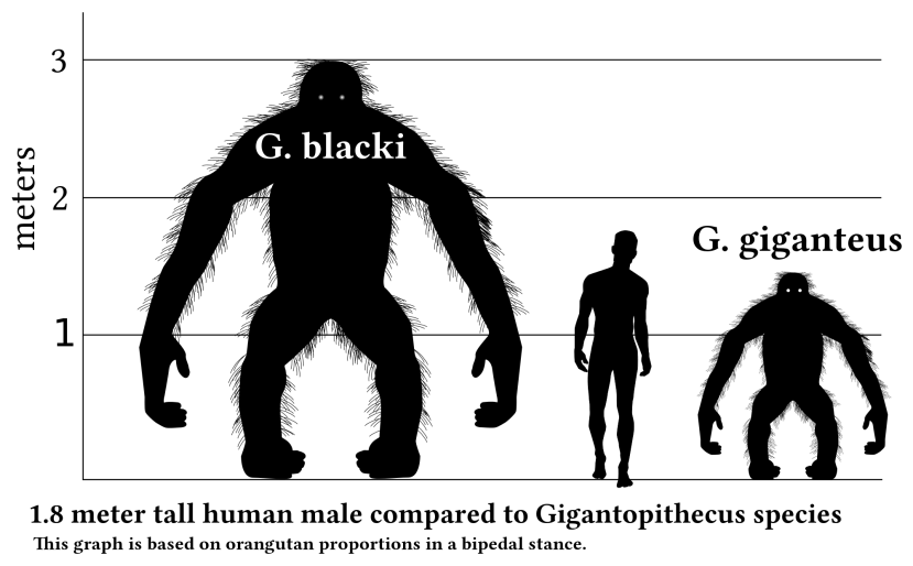 Dimensione di G.blacki a confronto con quelle di un uomo e di una seconda specie di gigantopiteco. Sono molto intrigato dal fatto che l'artista abbia scelto di mantenere i peli nello schema. Immagine Wikimedia Commons