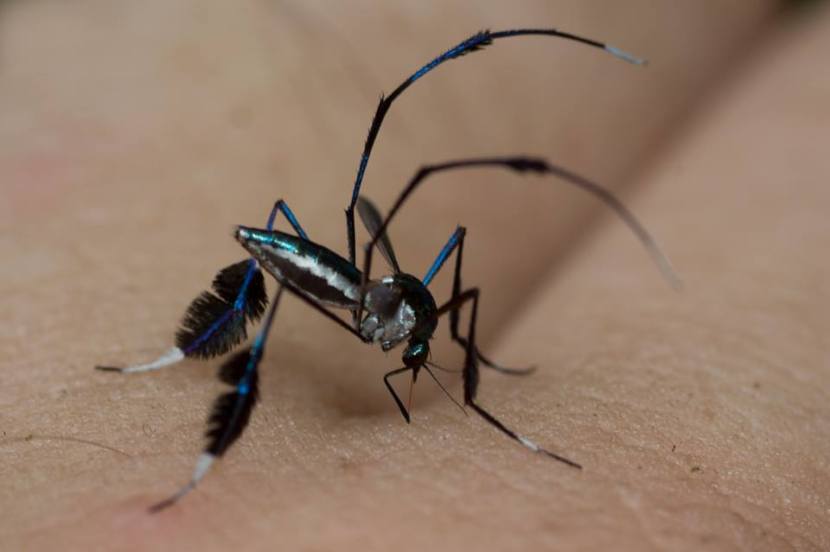 Sabethes cyaneus: solo perché succhiano sangue non significa che certe zanzare non possano sfoggiare colori vivaci e stivali alla moda. Immagine da www.projectnoah.org